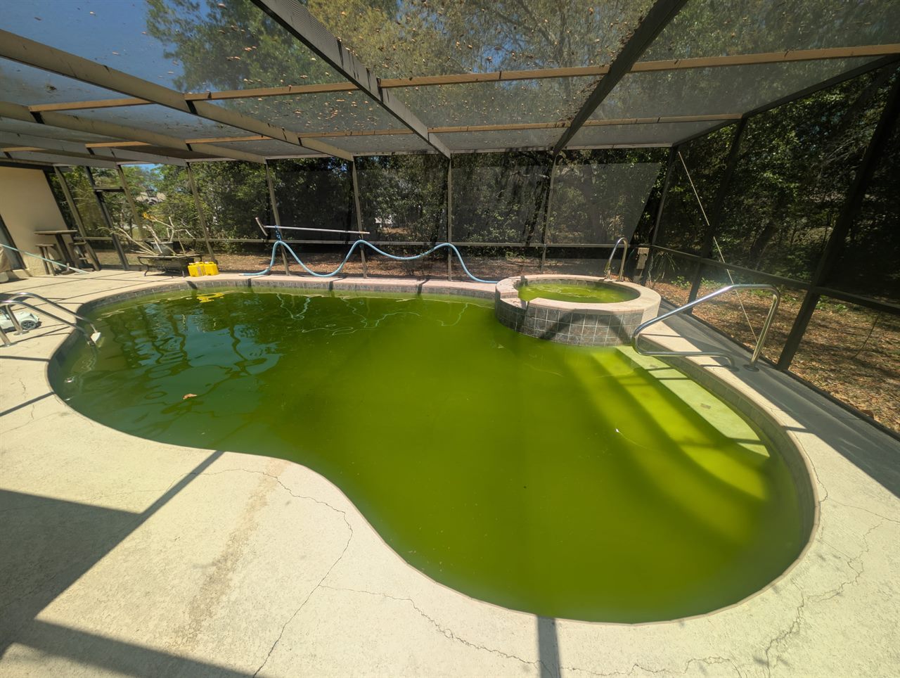 Bright green freeform pool before restoration